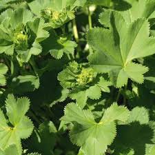 Attēlu rezultāti vaicājumam “Alchemilla vulgaris aggr. leaf”