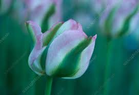 Attēlu rezultāti vaicājumam “Tulipa gesneriana”