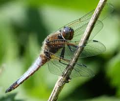 Attēlu rezultāti vaicājumam “Libellula fulva male”