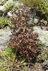 Attēlu rezultāti vaicājumam “Cetraria islandica”