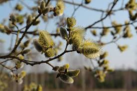 Attēlu rezultāti vaicājumam “Salix myrsinifolia male flower”