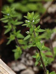 Attēlu rezultāti vaicājumam “Veronica arvensis leaf”