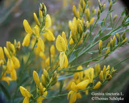 Image result for Genista tinctoria