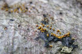 Attēlu rezultāti vaicājumam “Physarum oblatum macro”