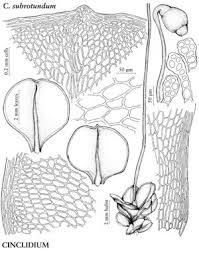 Attēlu rezultāti vaicājumam “Mnium lycopodioides”