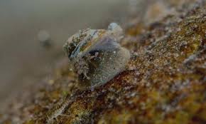 Attēlu rezultāti vaicājumam “Ancylus fluviatilis”