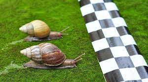 Image result for World Snail Racing Championships