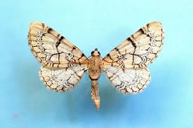 Attēlu rezultāti vaicājumam “Eupithecia venosata”