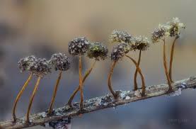 Attēlu rezultāti vaicājumam “Physarum murinum spores”