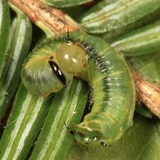 Attēlu rezultāti vaicājumam “Trichiosoma larva”