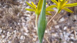 Attēlu rezultāti vaicājumam “Gagea pratensis”