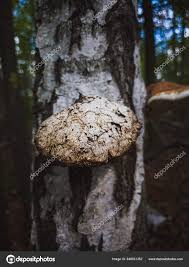 Attēlu rezultāti vaicājumam “Phellinus ferrugineofuscus”