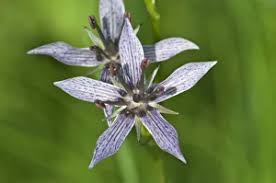 Attēlu rezultāti vaicājumam “Swertia perennis”