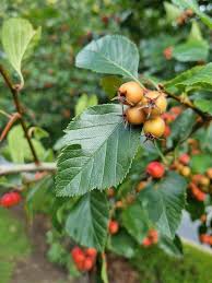 Attēlu rezultāti vaicājumam “Crataegus persimilis”