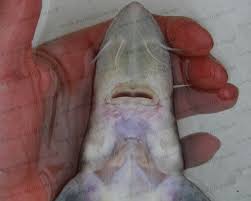 Image result for Acipenser transmontanus