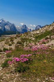 Attēlu rezultāti vaicājumam “Armeria vulgaris leaf”