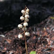 Attēlu rezultāti vaicājumam “Pyrola media”