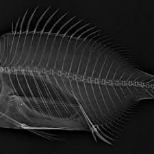 Image result for Diplodus kotschyi