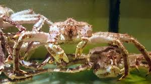 Image result for Chionoecetes opilio