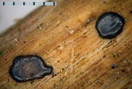 Attēlu rezultāti vaicājumam “Dianema depressum”