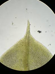 Attēlu rezultāti vaicājumam “Tortula subulata”
