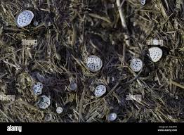 Attēlu rezultāti vaicājumam “Poronia punctata”