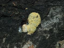 Attēlu rezultāti vaicājumam “Fuligo septica var. flava”