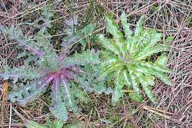 Attēlu rezultāti vaicājumam “Sonchus asper”