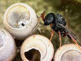 Attēlu rezultāti vaicājumam “Pentatomidae eggs”
