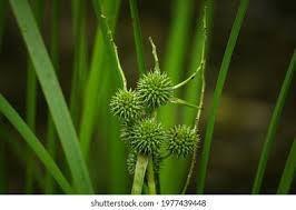 Attēlu rezultāti vaicājumam “Sparganium minimum fruit”