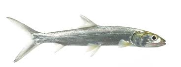 Image result for Elops saurus