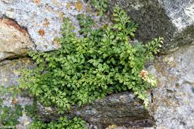 Attēlu rezultāti vaicājumam “Asplenium ruta-muraria”