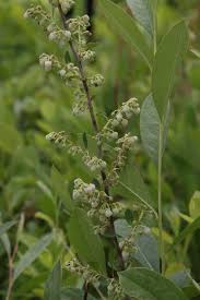 Attēlu rezultāti vaicājumam “Lignydium muscorum young”