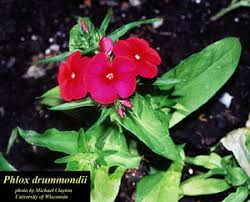 Image result for Phlox drummondii