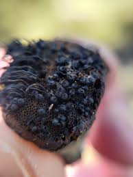 Attēlu rezultāti vaicājumam “Ophiostoma polyporicola”