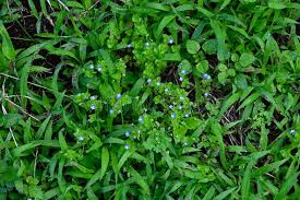 Attēlu rezultāti vaicājumam “Veronica arvensis flower”