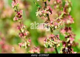 Attēlu rezultāti vaicājumam “Rumex obtusifolius fruit”