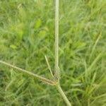 Attēlu rezultāti vaicājumam “Cerastium holosteoides leaf”