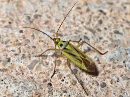 Attēlu rezultāti vaicājumam “Stenotus binotatus male”