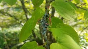 Attēlu rezultāti vaicājumam “Cercidiphyllum japonicum fruit”