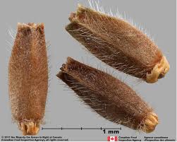 Attēlu rezultāti vaicājumam “Knautia arvensis fruit”