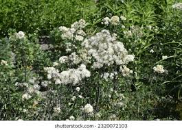 Attēlu rezultāti vaicājumam “Thalictrum aquilegifolium bud”