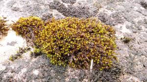 Attēlu rezultāti vaicājumam “Schistidium robustum”