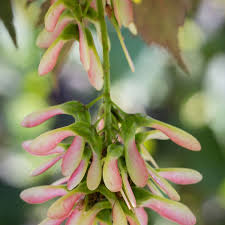Attēlu rezultāti vaicājumam “Acer pseudoplatanus fo. purpurascens flower”