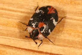 Attēlu rezultāti vaicājumam “Anthrenus scrophulariae”