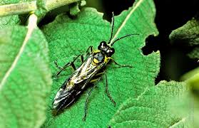 Attēlu rezultāti vaicājumam “Acantholyda posticalis”