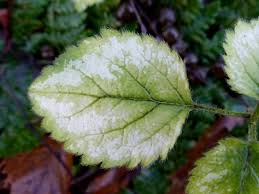 Attēlu rezultāti vaicājumam “Lamiastrum galeobdolon leaf”
