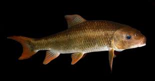 Image result for Minytrema melanops