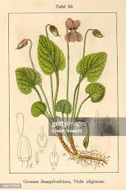 Attēlu rezultāti vaicājumam “Viola uliginosa”