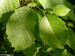 Attēlu rezultāti vaicājumam “Alnus incana leaf”
